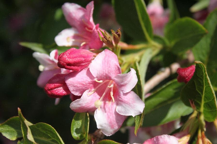 Weigela-pensaat ovat itse asiassa yksi Verticillium-sienelle herkille kasveille