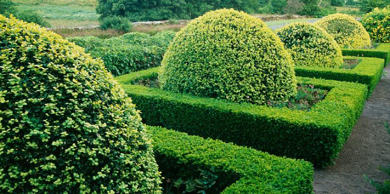 Kasvien taksonomia luokittelee kääpiöpuiden pensaat (englanninkielinen lajike) Buxus sempervirensiksi