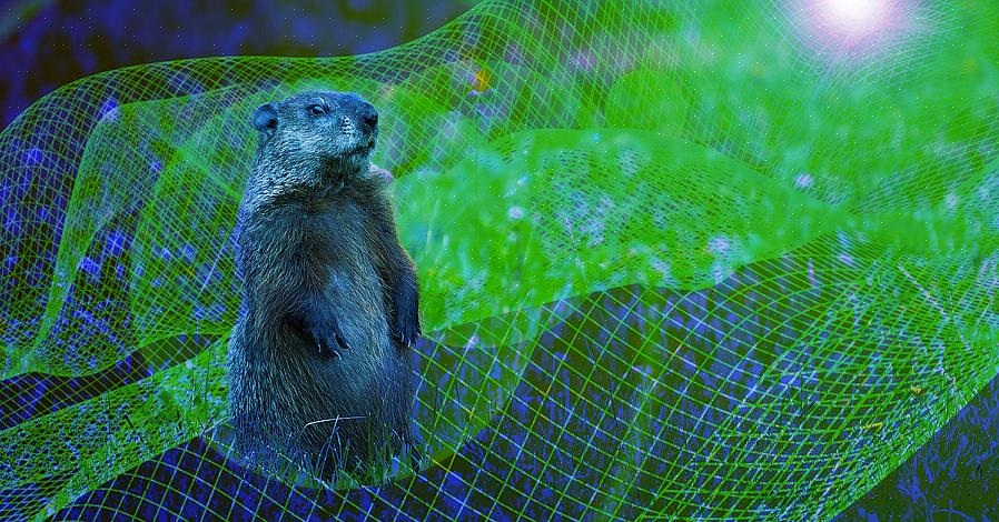 Helpoin tapa välttää murhasyövän puutarhan näkymän aiheuttama sydänsuru on kasvattaa kasveja