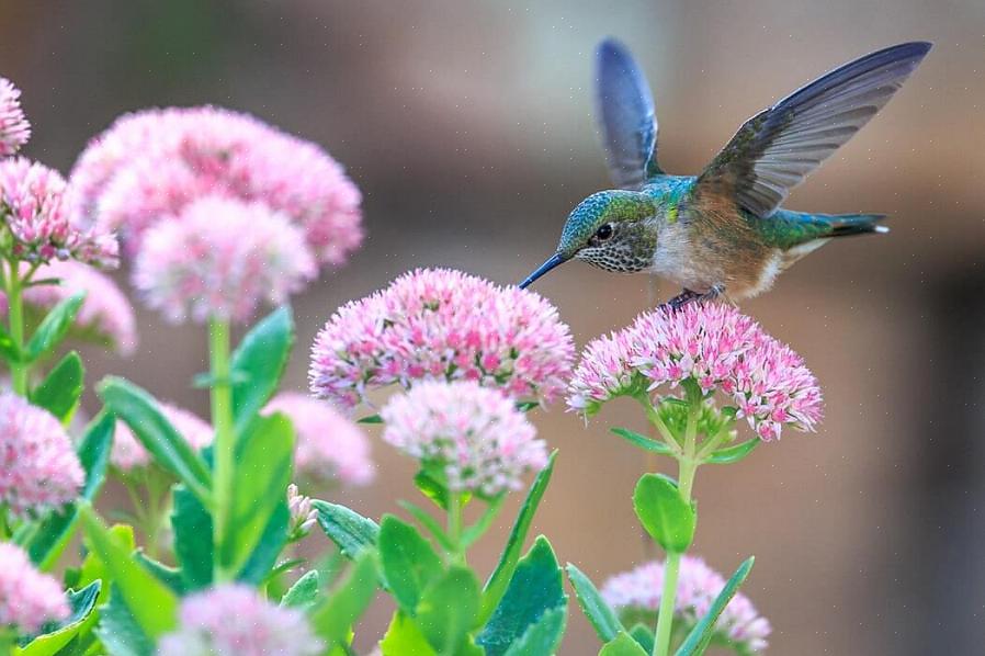 Ja itse asiassa lintuhaude on usein huonoin valinta kolibri-vedelle