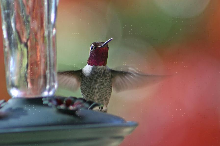 Ravistaa pullo nektarisekoitusta tai laimentaa nopeasti kaupallinen kolibri-nektaritiiviste