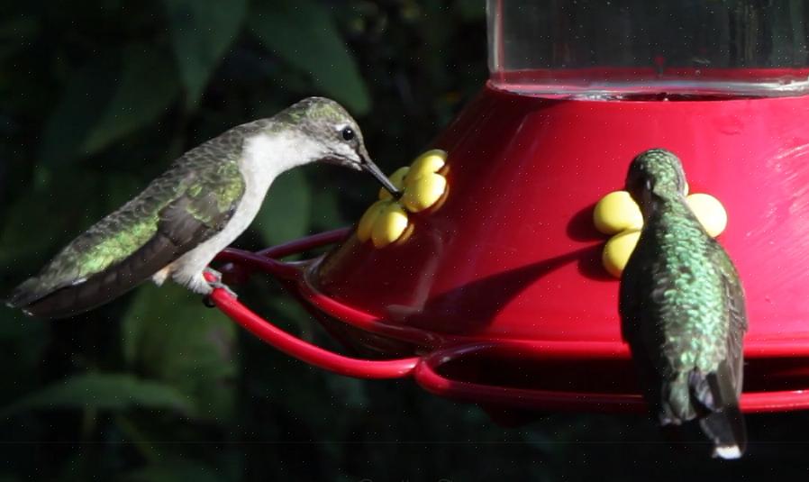 Kaada kotitekoinen kolibri-mesi varovasti suosikki kolibri-syöttölaitteisiin