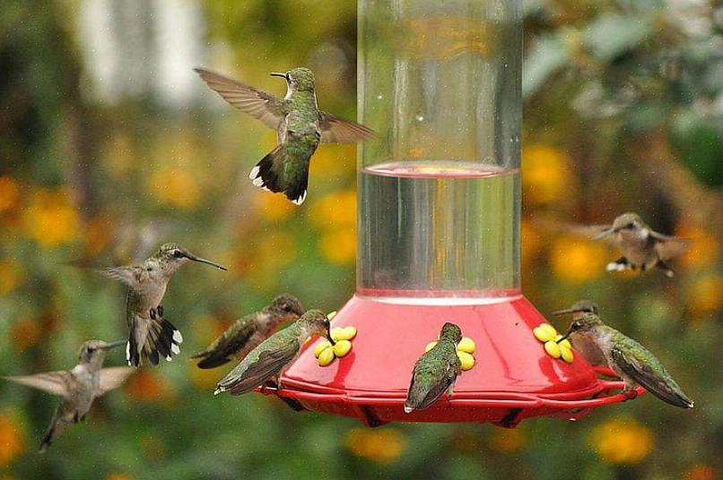 Hyvin suunniteltu kolibrien ruokinta-asema houkuttelee kuitenkin monia kolibreja