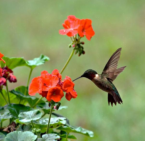 Punaisen värin roiskeet houkuttelemaan kolibreja