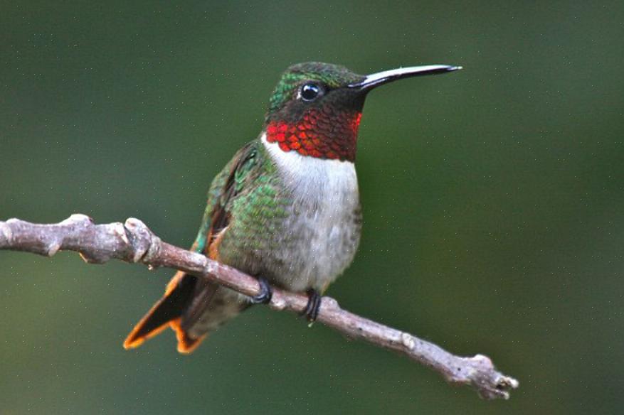 Ruby-kurkkuinen kolibri on Pohjois-Euroopan laajimmin levinnyt