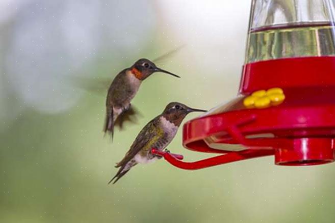 Ruby-throated hummingbird and wide-tailed hummingbird ID tips Ruby-throated hummingbird elinympäristö