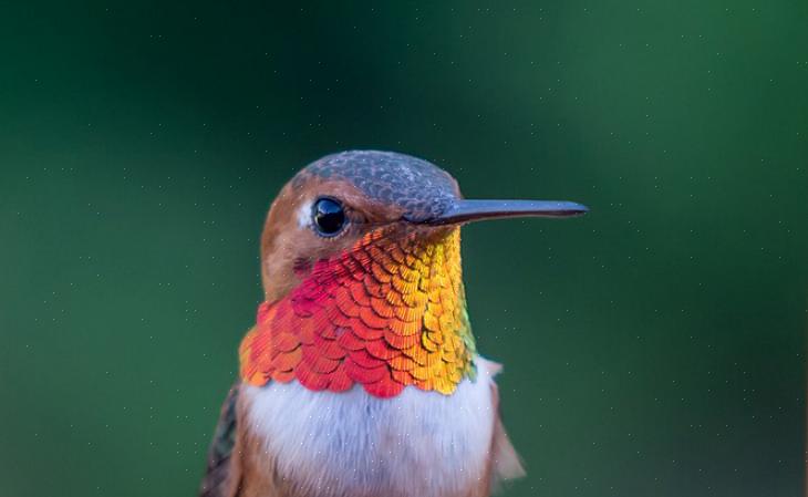 Rufous-kolibrit ovat yksinäisiä lajeja