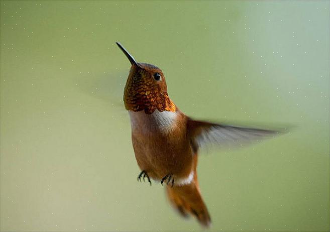 Rufous-kolibrien on todettu hybridisoituvan Annan kolibrien