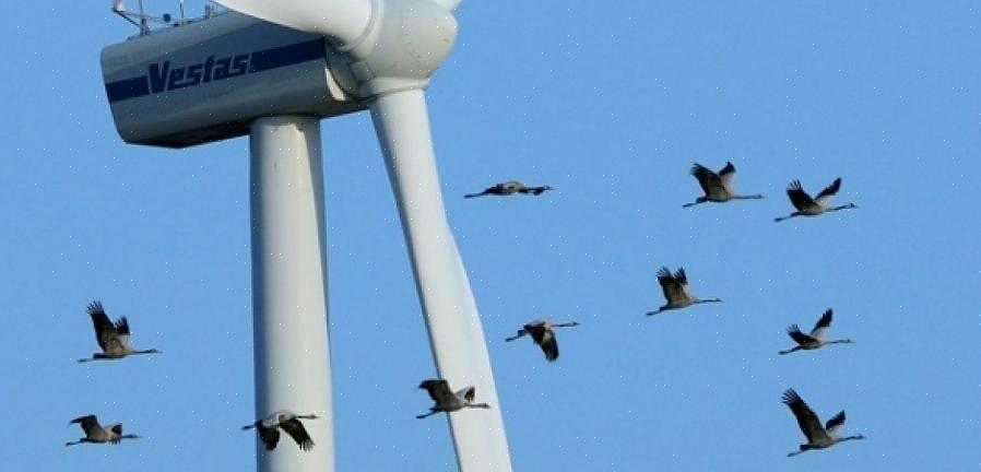 Voivat kuitenkin auttaa näitä lintuja paremmin varustautumaan onnistuneeseen lentoon