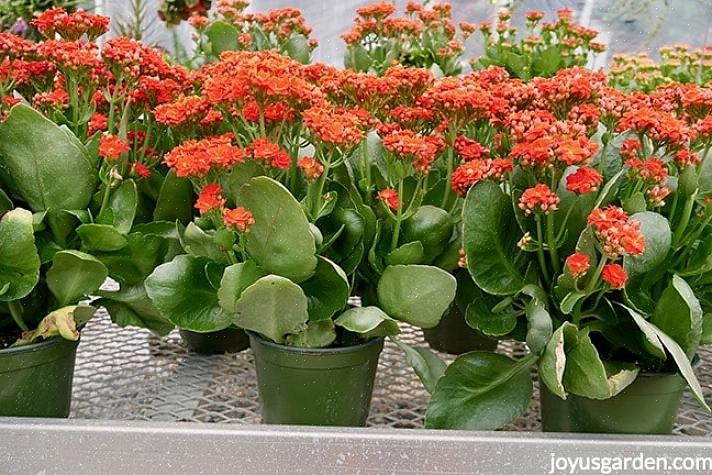 Ylivoimaisesti suosituin Kalanchoe