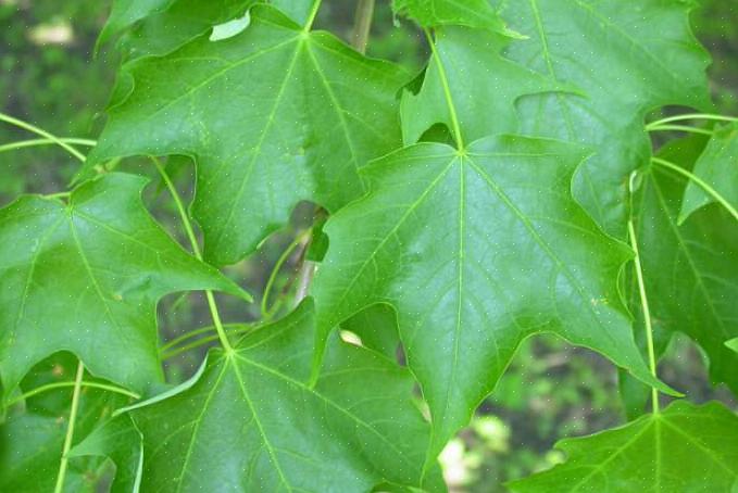 Että vaikka kaikki invasiiviset kasvit ovat määritelmänsä mukaan myös naturalisoituja kasveja