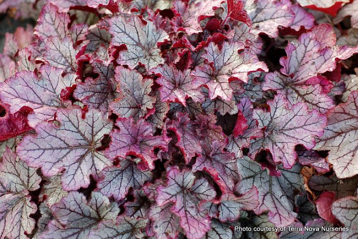 Heuchera 'Venus' on kotona valkoisessa kukka- tai kuunpuutarhassa