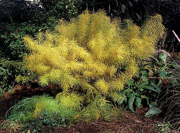 Kapealehtinen sininen tähti (Amsonia hubrichtii) - Kapeat