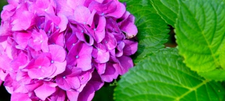 Suurin haaste hydrangean kuivauksessa on aika