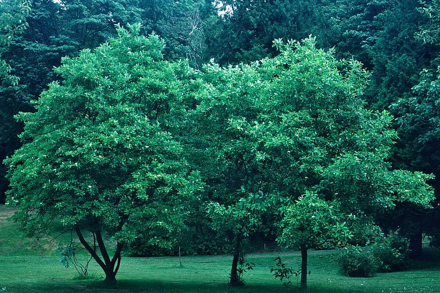 Sweetbay magnolia (Magnolia virginiana) on kukkiva puu tai pensas