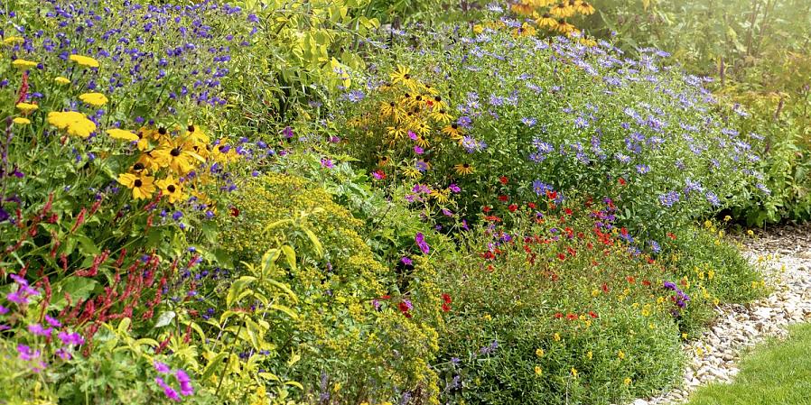 Xerochrysum bracteatumin paperikukat ovat pettäneet useamman kuin yhden henkilön