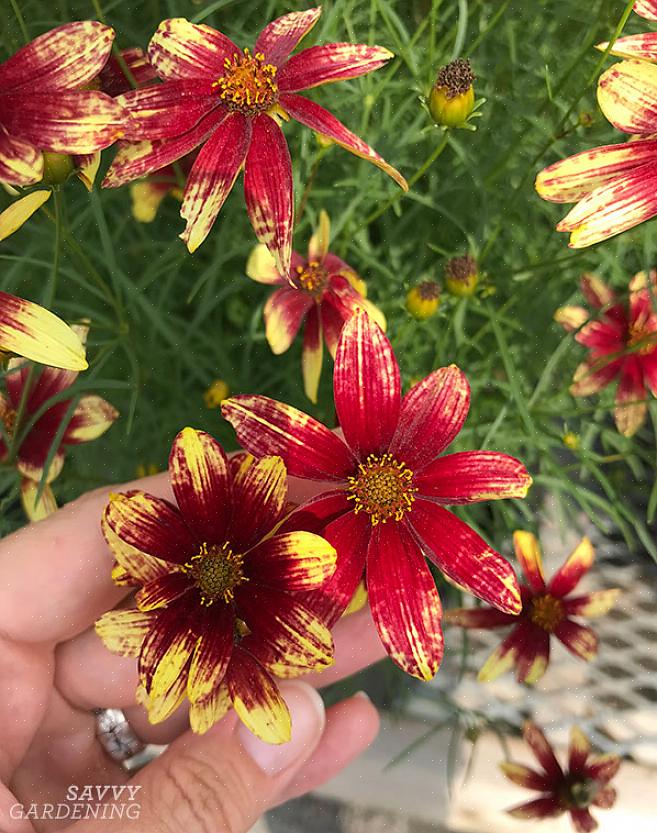 Punainen ja vaaleanpunainen Coreopsis