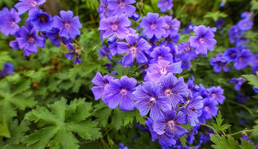 Geranium sanguineum leviää vähemmän nopeasti kuin Geranium endressii