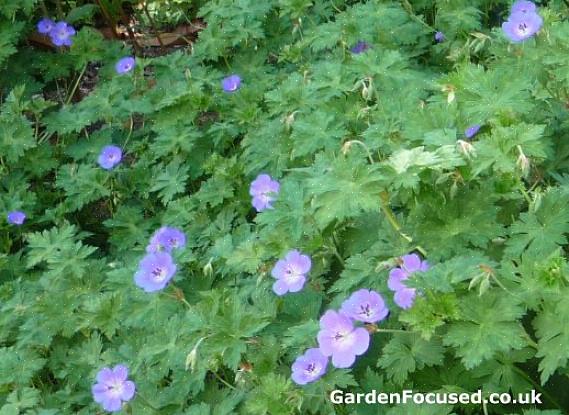 Geranium Rozanne huomattiin sen loistavien violetti-sinisten kukkien