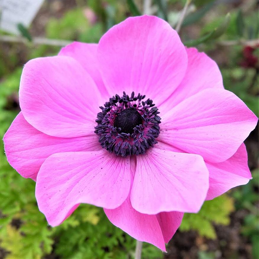 Anemone-lajikkeet lisäävät eleganssia kukka-asetelmiin