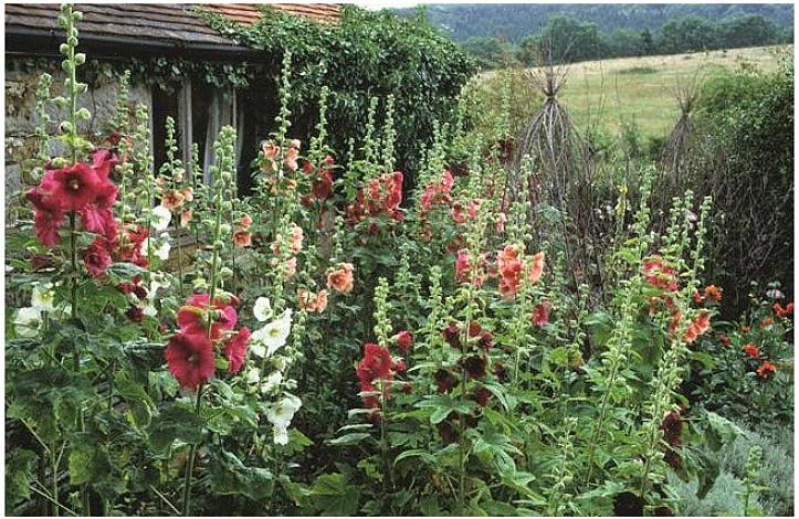 Suosituimpia tyyppejä ovat mustat hollyhocks (Nigra-lajike)