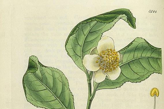 Camellia sinensis (tai teekasvi) käytetään useimpien perinteisten kofeiinituotteiden valmistamiseen