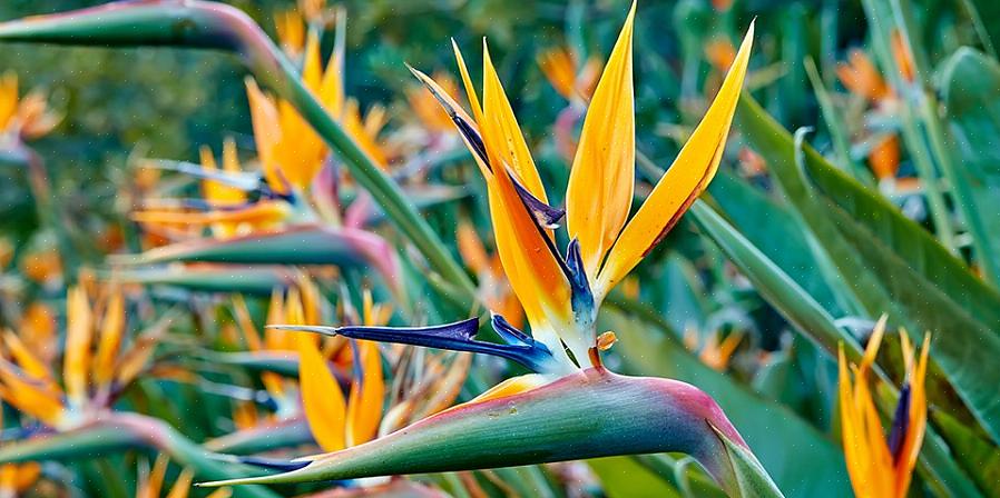 Strelitzia nicolai (valkoinen paratiisilintu)