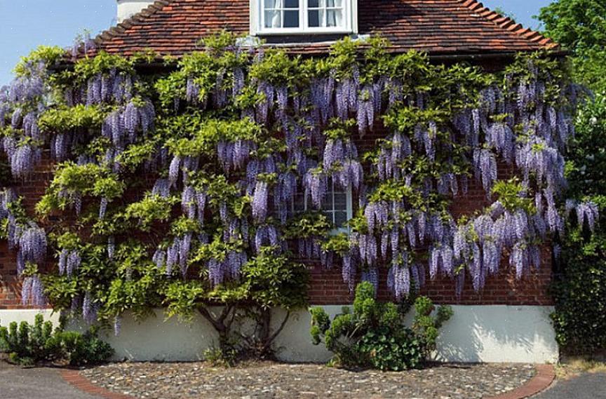 Että olet jo kasvamassa kiinalaisia wisteria-viiniköynnöksiä