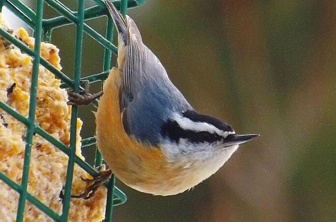 Nuthatches liittyy usein tämän tyyppisiin lintuihin talvella