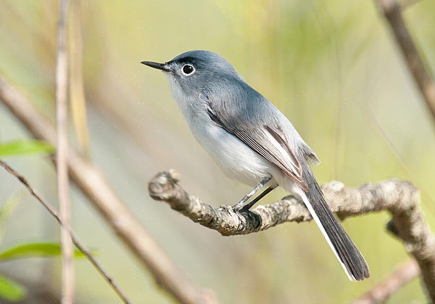 Siniharmaa gnatcatcher on energinen lintu