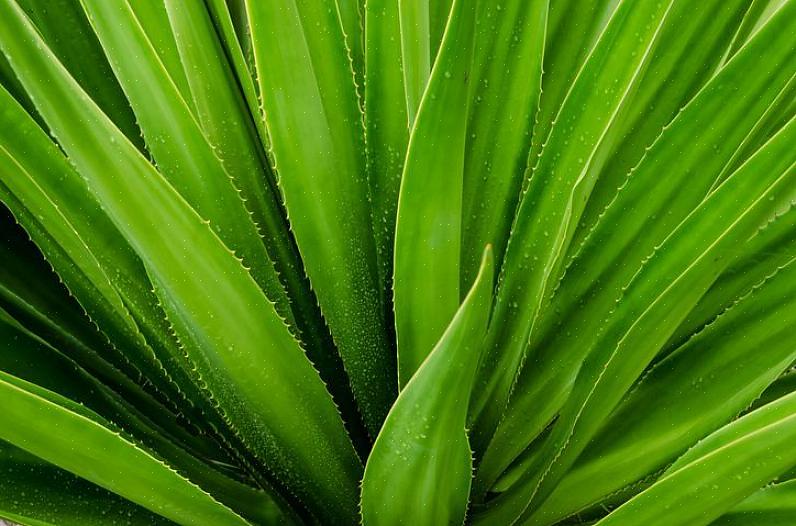 Aloe vera -kasvi on vain yksi tyyppi