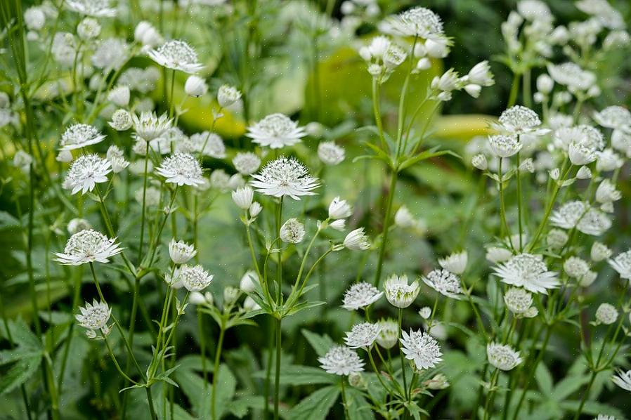 Monet varjoisat puutarhurit eivät voineet kuvitella varjostettua puutarhaa ilman hortensioita