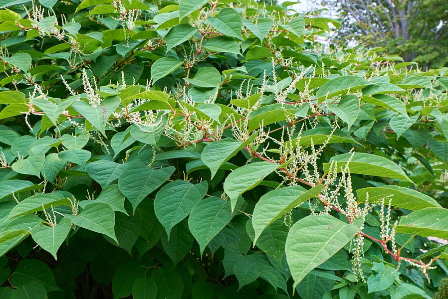 Japanilainen knotweed voi käyttää myös "lepotilassa olevaa puolustustaan" rikkakasvien torjunta-ainetta