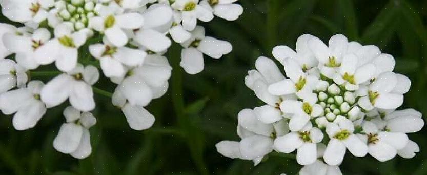 Candytuft (Iberis sempervirens) on maahan kallistuva monivuotinen kukka