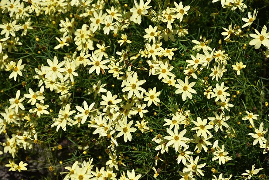 Taksonomia luokittelee Moonbeam coreopsis -kukat Coreopsis verticillata 'Moonbeamiksi'