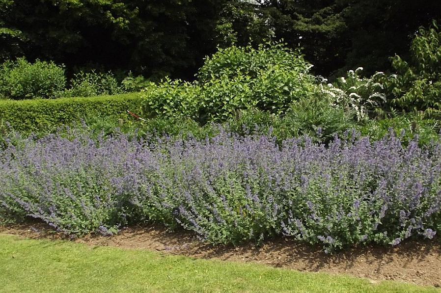 Kasvien taksonomia luokittelee Six Hills Giant -kattomintin Nepeta x faassenii '6 Hills Giantiksi'