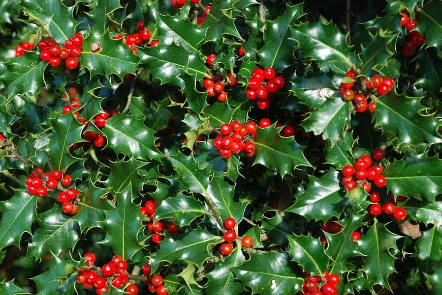 Holly-kasvit (Ilex spp.) Ovat monipuolisia eriä