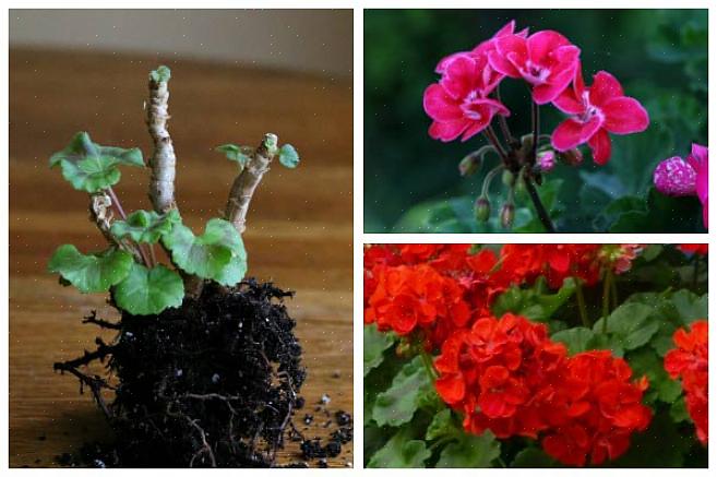 Pottaa pelargoniat ennen ensimmäistä pakkasta leikkaamalla kasvit noin puoleen