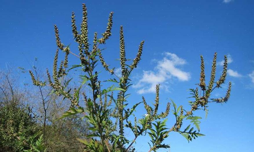 Jättiläinen ragweed muodostavat suurimman osan Pohjois-Euroopassa syksyllä koetusta heinänuhasta