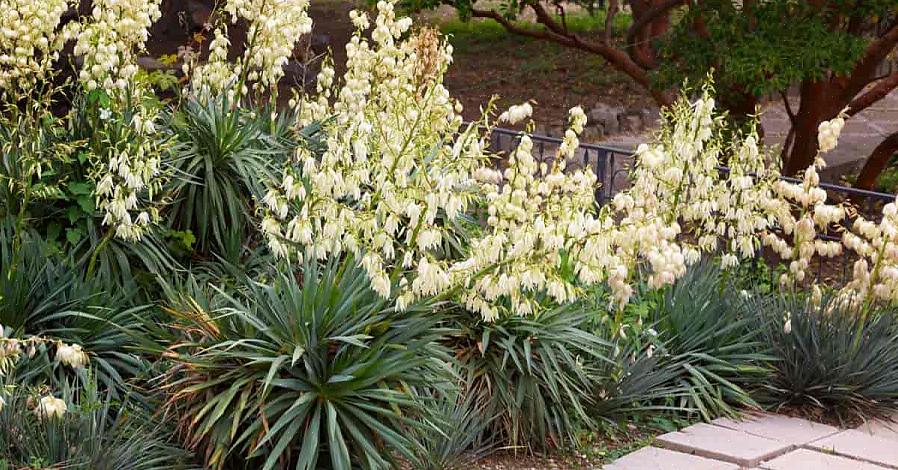 Voit istuttaa Yucca filamentosan USDA