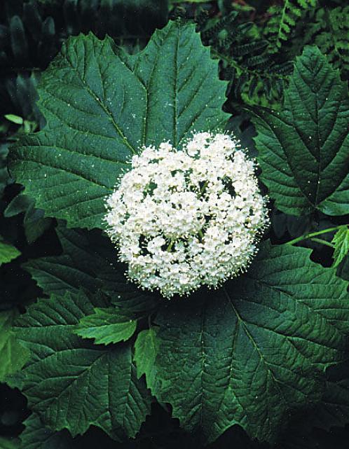 Kasvien taksonomia luokittelee nuolipuun viburnum-pensaat Viburnum dentatumiksi