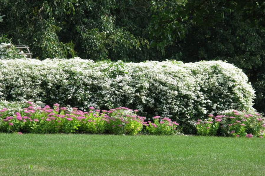 Kasvien taksonomia luokittelee makeat syksyn klematit Clematis ternifloraksi