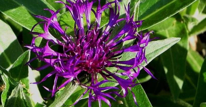 Kasvien taksonomia luokittelee tämäntyyppisen monivuotisen poikamiespainikkeen Centaurea montanan