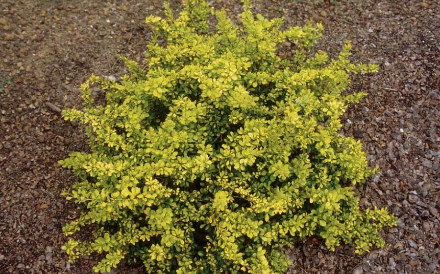 Sekä japanilainen karhunvatukka (Berberis thunbergii) että tavallinen karhunvatukka ovat invasiivisia