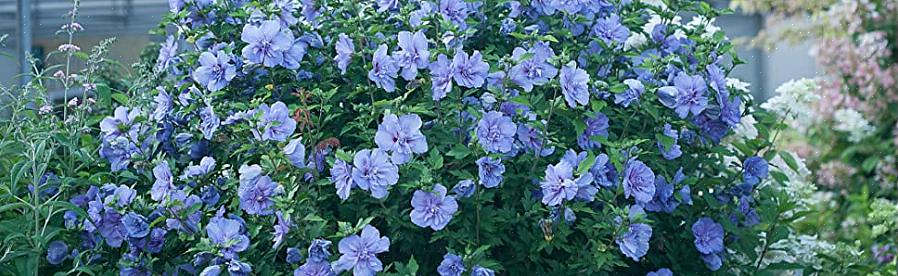 Hibiscus syriacus Blue Sifonkia koristavat siniset hibiskikukat kesän puolivälistä syksyyn