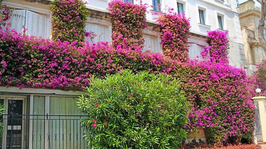 "Bougainvillea" toimii myös kasvitieteellisenä nimenä (sukunimi) kasvien taksonomiassa