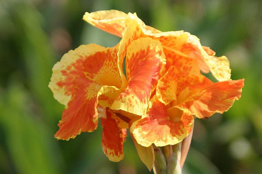 Jotka kasvavat Tropicanna canna