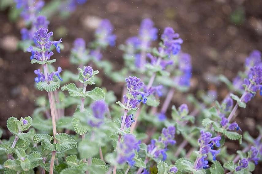 Kasvien taksonomia luokittelee tämän kääpiön katmintokasvin Nepeta racemosa Little Titchiksi