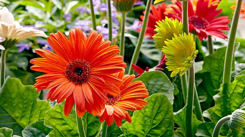 Kasvien taksonomia luokittelee gerbera-päivänkakkara-kukat Gerbera jamesoniiksi