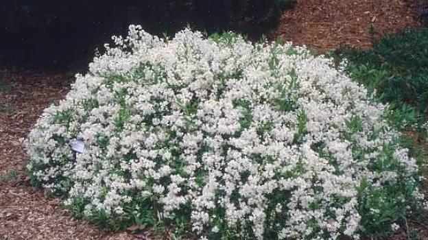 Kääpiö Deutzian kasvien taksonomiassa käytetty koko kasvitieteellinen nimi on Deutzia gracilis 'Nikko'